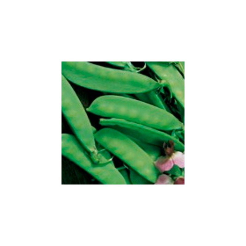 graines-pois-gourmand-de-weggis-kokopelli-bio-iriso