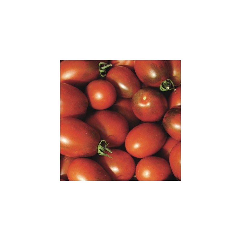 graines-tomate-cerise-noire-brown-cherry-kokopelli-bio-iriso