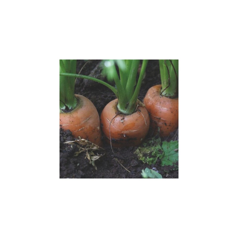 Graines de Carotte orange - Dolciva ( Nantaise améliorée) - Bio 
