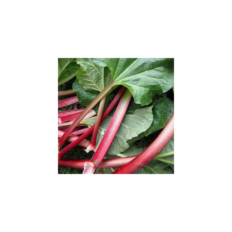 graines-bio-kokopelli-rhubarbes-iriso