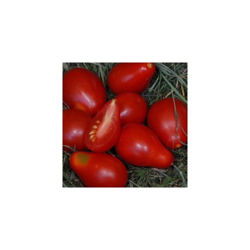 graines-tomates-cerises-poires-rouges-bio-iriso