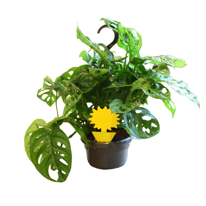 Plaque engluée Coltrap fleurs X10 - Anti-moucherons 