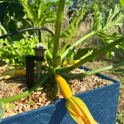 Carré potager 80x120cm - Arrosage autonome goutte à goutte - Kit 16 plants