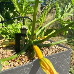 Carré potager 80x120cm - Arrosage autonome goutte à goutte - Kit 16 plants