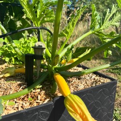 Carré potager 80x120cm - Arrosage autonome goutte à goutte - Kit 16 plants