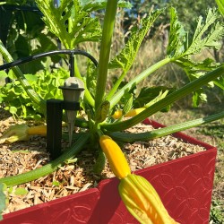 Carré potager 80x120cm - Arrosage autonome goutte à goutte - Kit 16 plants