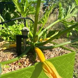 Carré potager 80x120cm - Arrosage autonome goutte à goutte - Kit 16 plants