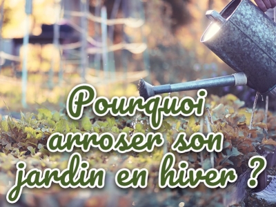 Pourquoi arroser son jardin d'hiver ? Conseils pratiques et solutions