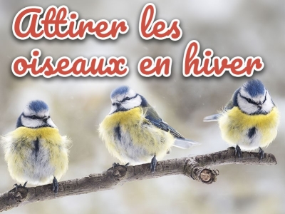 Attirer les oiseaux dans mon jardin en hiver