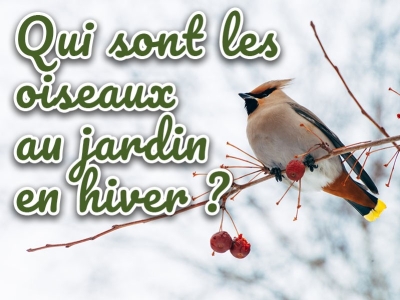 Les oiseaux du jardin en hiver : Qui sont-ils et comment vivent-ils ?