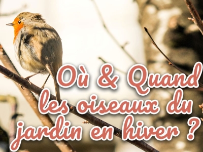 Où et quand observer les oiseaux dans votre jardin en hiver ?