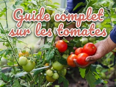 Cultivez vos tomates, le guide complet pour les réussir facilement !