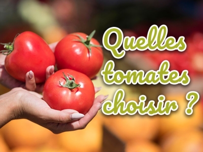 Quelles variétés de tomates choisir pour son potager ?