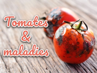 Tomates et maladies : comment les prevenir et les sauver ?