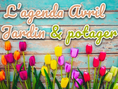 Semis et plantations en avril : guide complet pour un jardin productif
