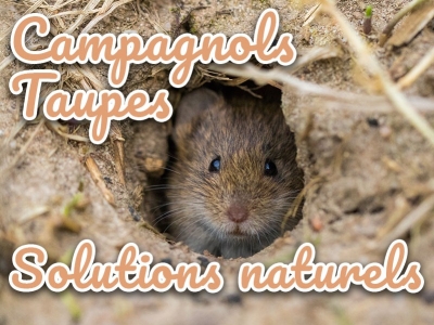Taupes et campagnols au jardin, que faire pour les faire fuire naturellement ?