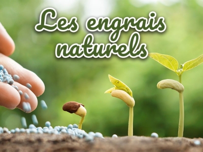 Engrais naturels, organiques ou bio pour potager, jardin, arbres et plantes