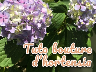 Quand et comment faire des boutures d'hortensia ? Le tuto en image