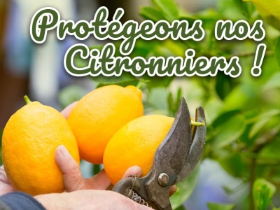 Comment protéger ses citronniers du froid : conseils pour un hiver sans dégâts