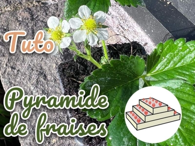Tuto sur les pyramides de fraises au jardin pour en manger tout l'été