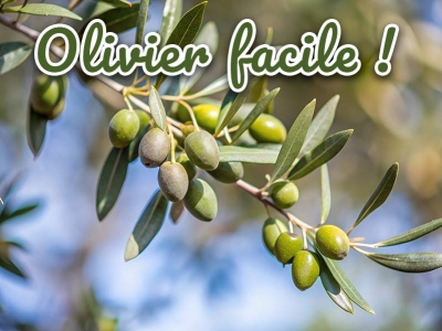 Un olivier dans mon jardin ou en pot, facile ! Le Guide