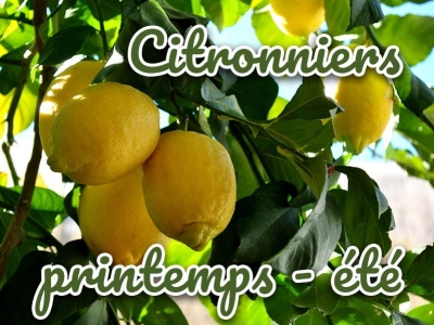 Comment entretenir un citronnier printemps et été : arrosage, engrais